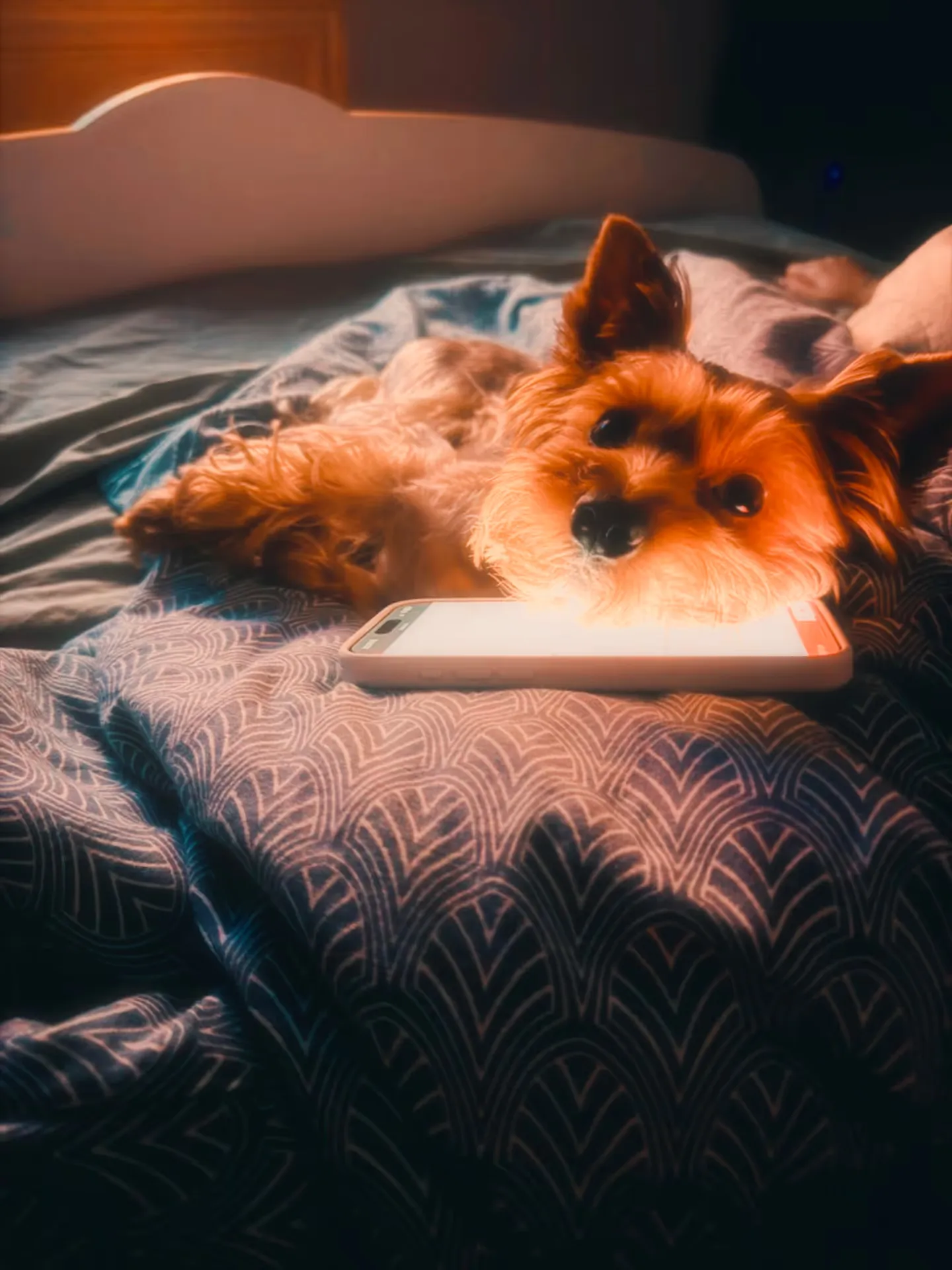 Honey, Bogdan Kolomiyets’ dog, resting on a bed.