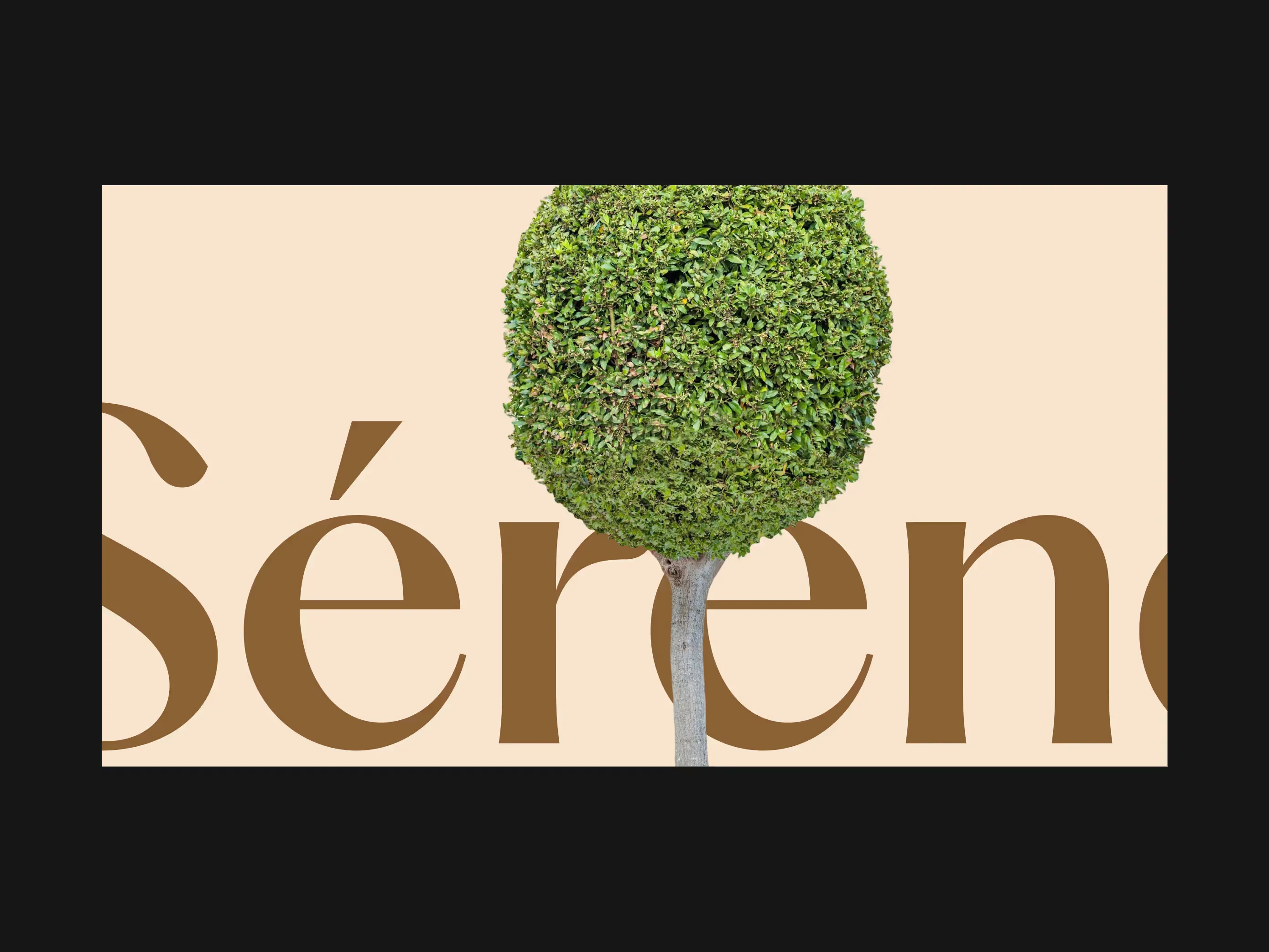 Neatly trimmed round green bush with a visible tree trunk against a beige background with partial text reading 'Sérene'.