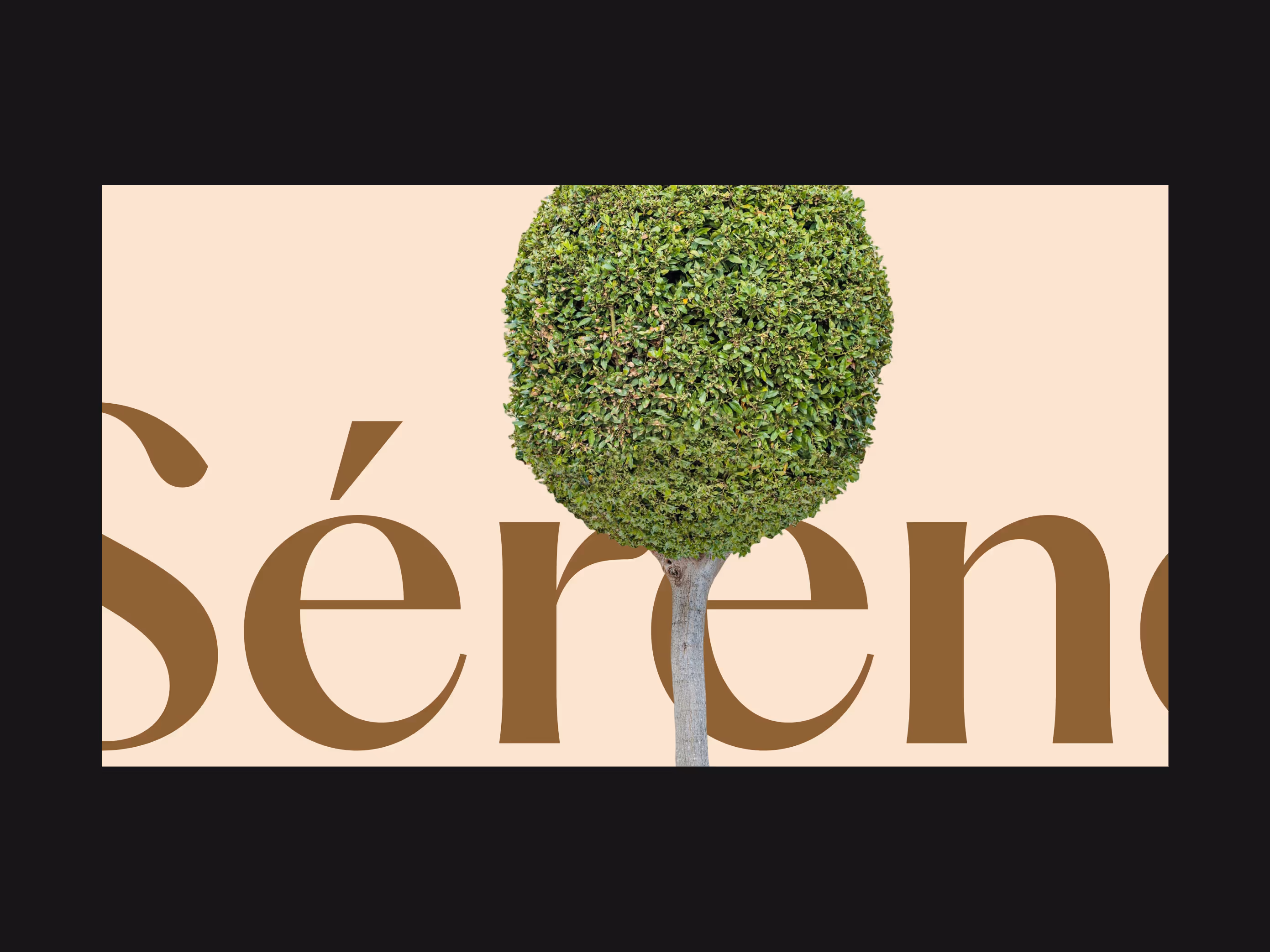 Neatly trimmed round green bush with a visible tree trunk against a beige background with partial text reading 'Sérene'.